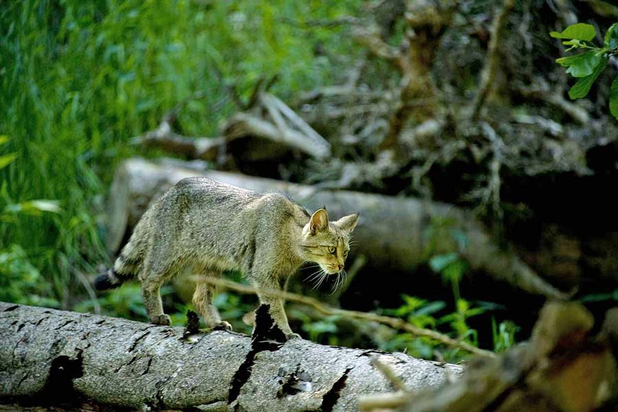 Wildkatze wandert durch den Wald; Foto: Thomas Stephan / BUND