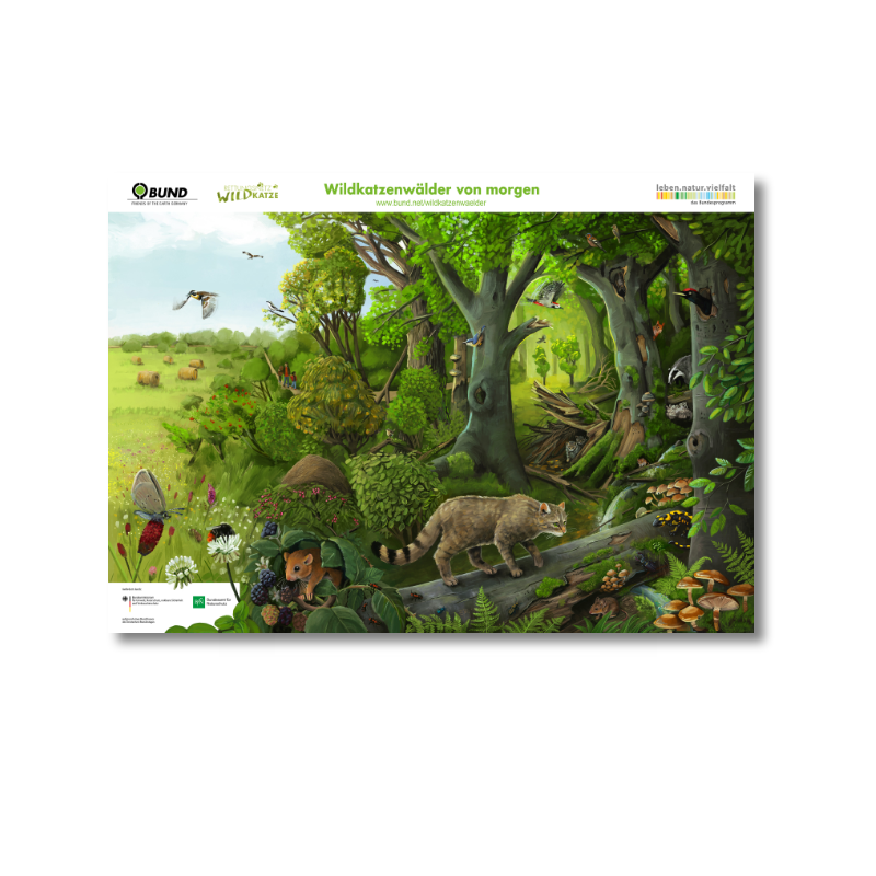 Poster Wimmelbild „Wildkatzenwald von morgen“