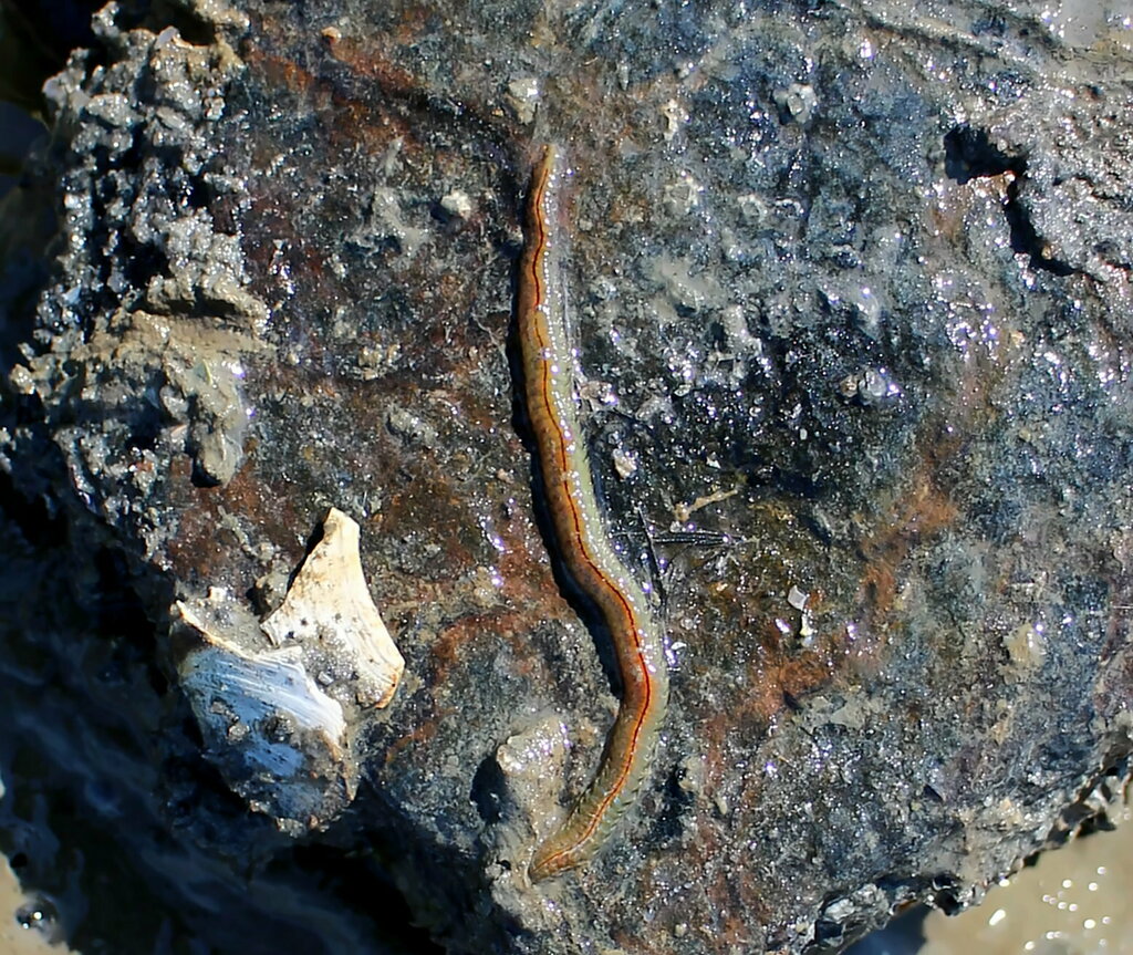 Schillernder Seeringelwurm