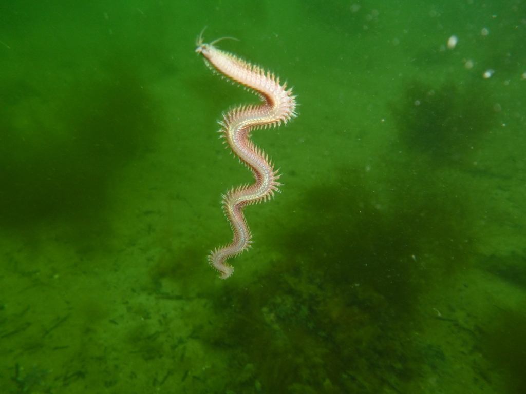 Schillernder Seeringelwurm schwebt elegant im grünen Unterwasserlicht. (Rita Jansen)
